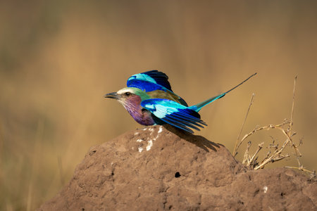 Lilac-breasted roller flutters feathers on termite moundの写真素材
