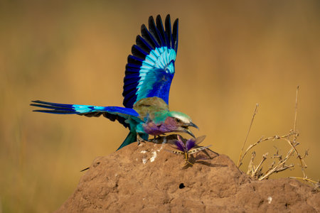 Lilac-breasted roller grabs insect on termite moundの写真素材