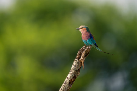 Lilac-breasted roller with catchlight on dead twigの写真素材