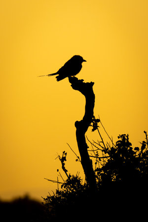 Lilac-breasted roller on dead branch at sunriseの写真素材