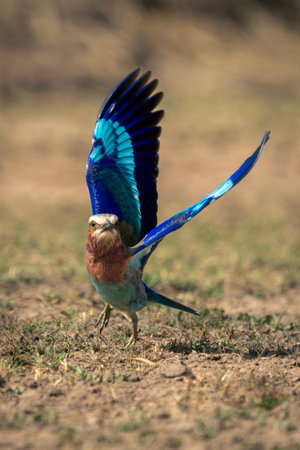 Lilac-breasted roller takes off from grassy plainの写真素材