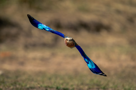 Lilac-breasted roller spreads wings flying over savannahの写真素材