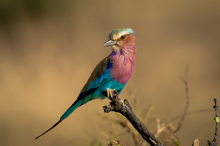 Lilac-breasted roller on dead branch cocks headの写真素材