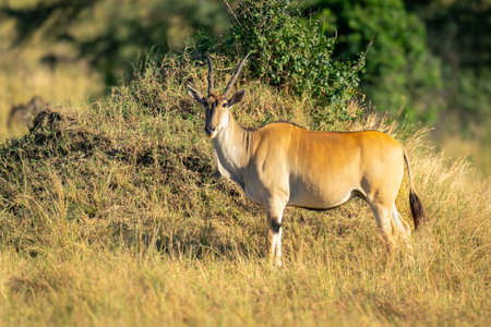 Male common eland stands beside termite mound