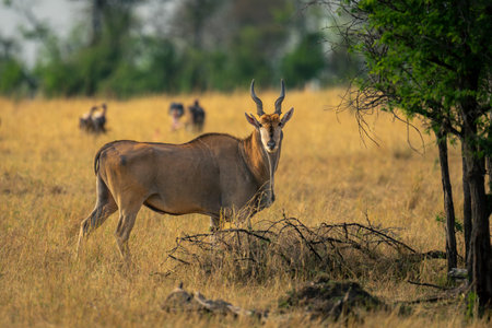 Male common eland stands turning to cameraの写真素材