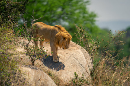 Male lion walks down rock towards bushesの写真素材