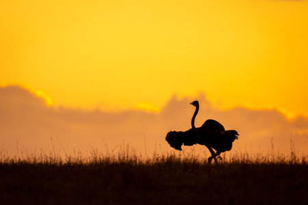Male common ostrich crosses horizon in silhouetteの写真素材