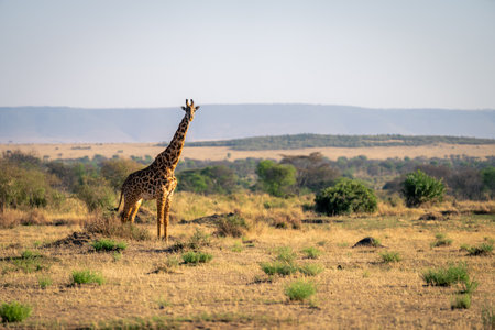 Masai giraffe stands on savannah watching cameraの写真素材
