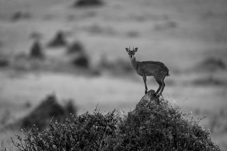 Mono klipspringer on termite mound in profileの写真素材