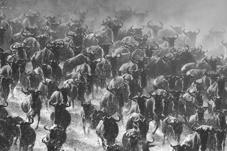 Mono confusion of wildebeest galloping through waterの写真素材