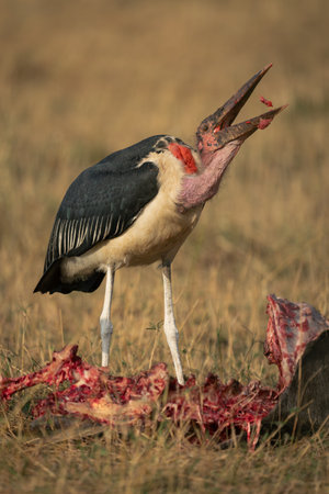 Marabou stork throws up flesh from killの写真素材