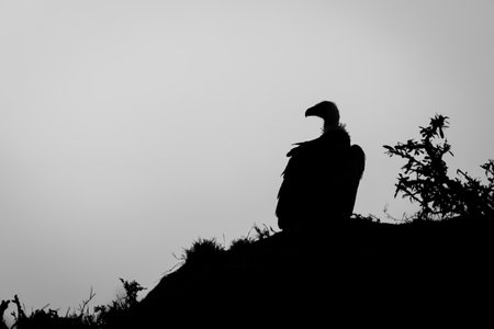 Mono Ruppell vulture perches silhouetted on moundの写真素材