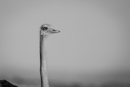 Mono close-up of male ostrich facing rightの写真素材