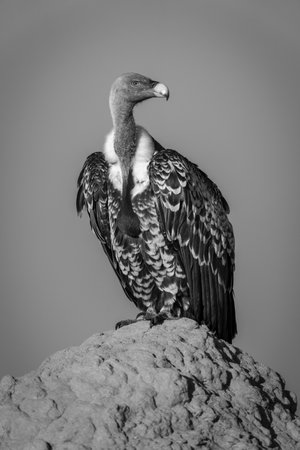 Mono Ruppell vulture on termite mound turningの写真素材