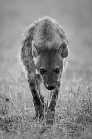 Mono hyena walks towards camera lowering headの写真素材