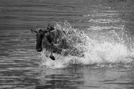 Mono wildebeest gallops across river in sprayの写真素材