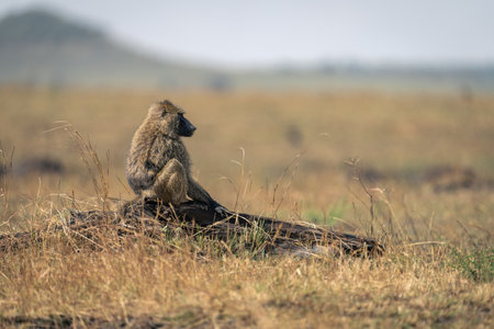 Olive baboon sits in profile on logの写真素材