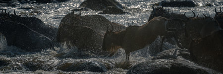 Panorama of blue wildebeest crossing rocky riverの写真素材