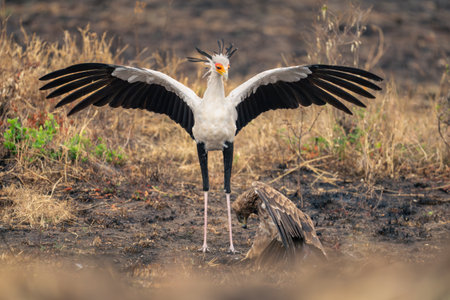 Secretary bird spreads wings over tawny eagleの写真素材