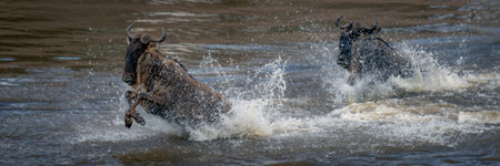 Panorama of two blue wildebeest amid sprayの写真素材