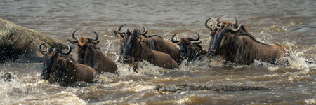 Panorama of blue wildebeest swimming past crocodileの写真素材