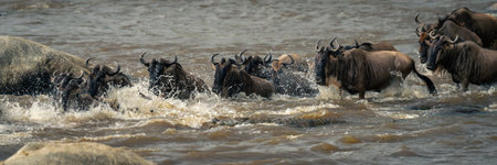 Panorama of blue wildebeest swimming by crocodileの写真素材