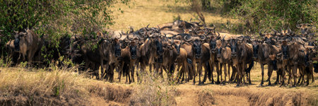 Panorama of blue wildebeest gathering on cliffの写真素材
