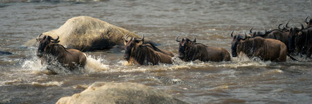Panorama of blue wildebeest galloping past crocodileの写真素材