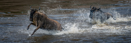 Panorama of two blue wildebeest in sprayの写真素材