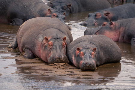 Pod of hippopotamuses lying in shallow riverの写真素材