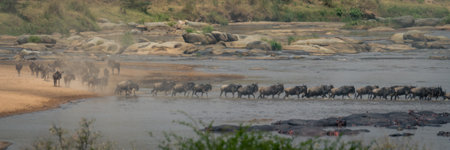 Panorama of blue wildebeest walking across riverの写真素材
