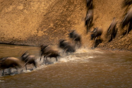 Slow pan of blue wildebeest entering streamの写真素材