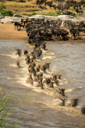 Slow pan of wildebeest crossing shallow streamの写真素材