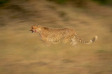 Slow pan of cheetah walking across savanna