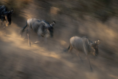 Slow pan of wildebeest galloping in dustの写真素材