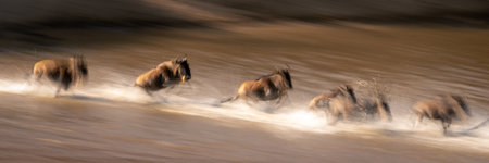Slow pan panorama of six blue wildebeestの写真素材