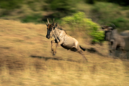 Slow pan of jumping blue wildebeest calf