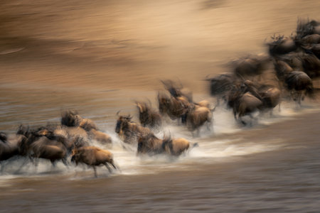 Slow pan of wildebeest herd crossing Maraの写真素材