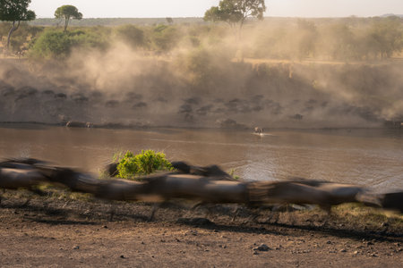Slow pan of wildebeest galloping along riverbankの写真素材