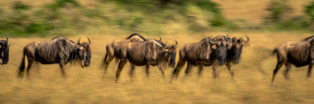 Slow pan panorama of migrating blue wildebeestの写真素材
