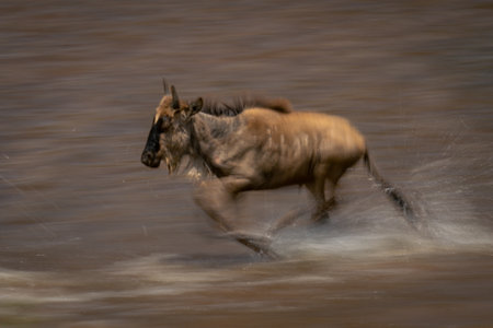 Slow pan of wildebeest foal crossing riverの写真素材