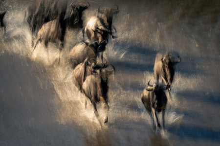Slow pan of wildebeest galloping through riverの写真素材
