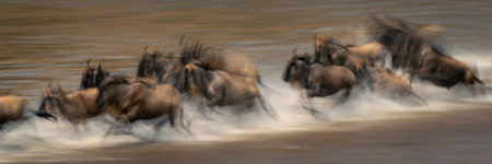Slow pan panorama of wildebeest Mara crossingの写真素材