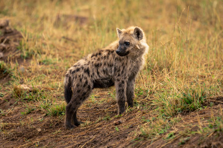 Spotted hyena stands on bank looking backの写真素材