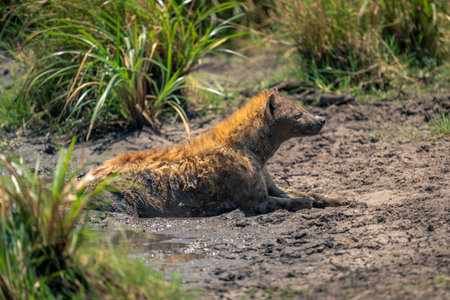 Spotted hyena lies on riverbank in mudの写真素材