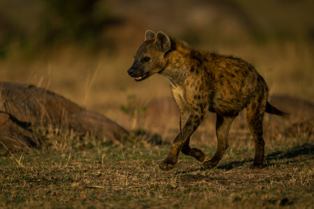 Spotted hyena with catchlight runs across savannahの写真素材