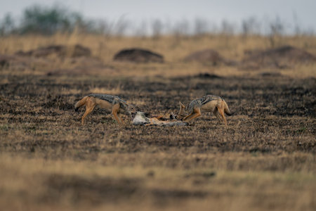 Two black-backed jackals stand feeding on gazelleの写真素材