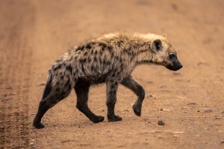 Spotted hyena walks across track lifting pawの写真素材