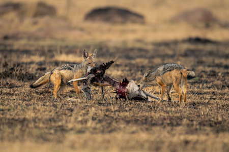 Two black-backed jackals stand chewing gazelle carcaseの写真素材