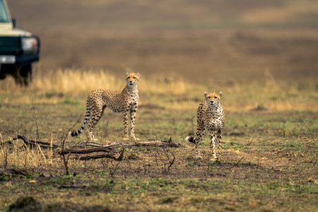 Two cheetahs stand on savannah near jeepの写真素材